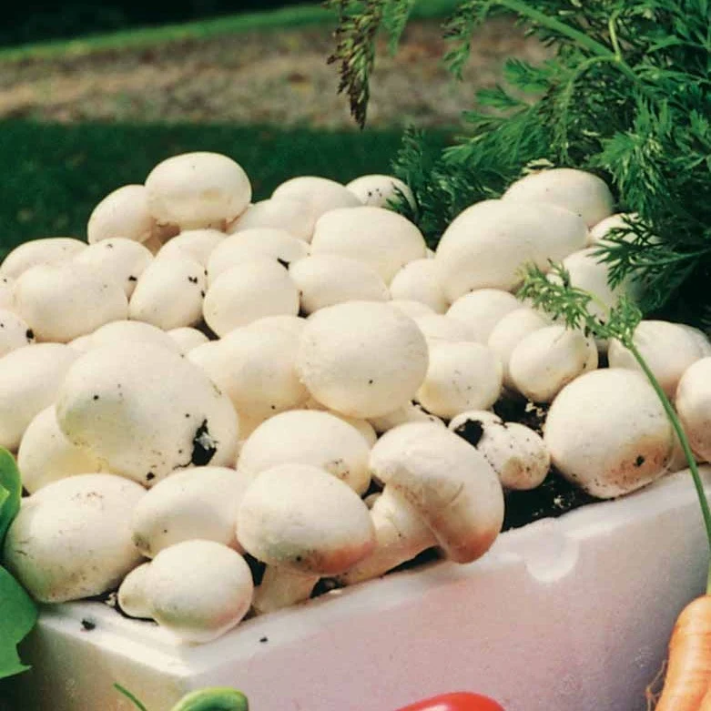 Kit champignon Blanc de Paris