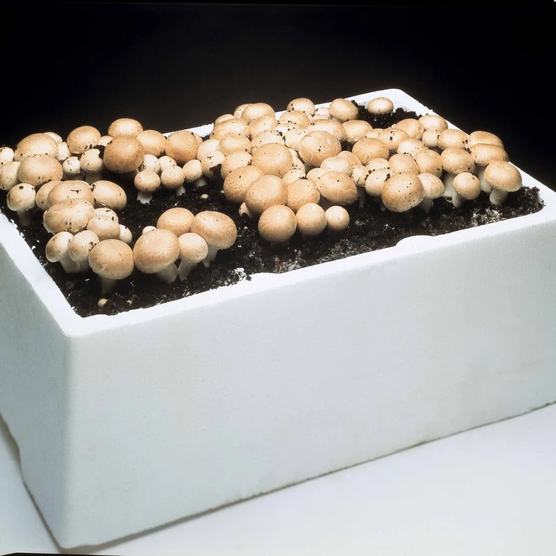 Kit champignon Blanc de Paris