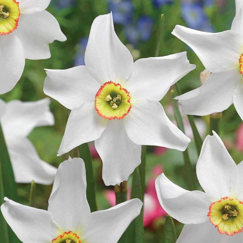 10 Narcisses Recurvus