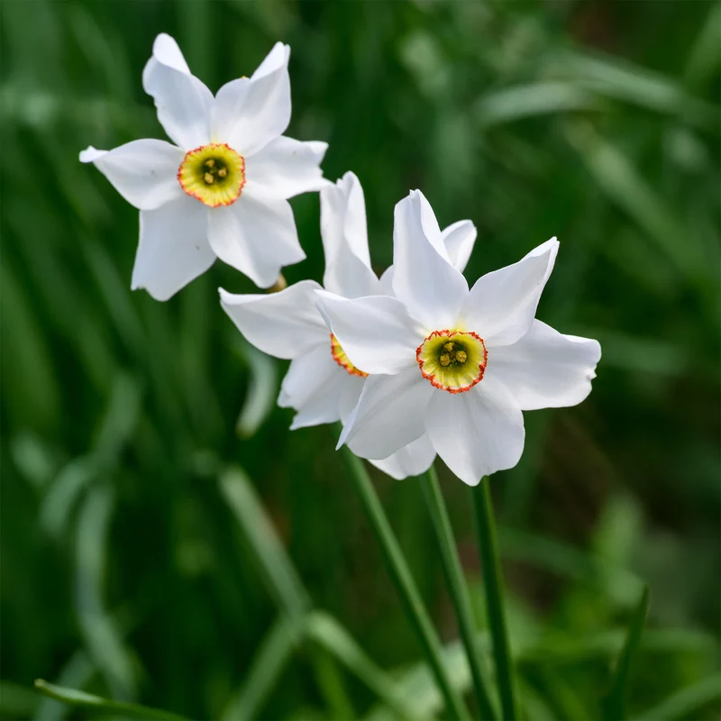 10 Narcisses Recurvus