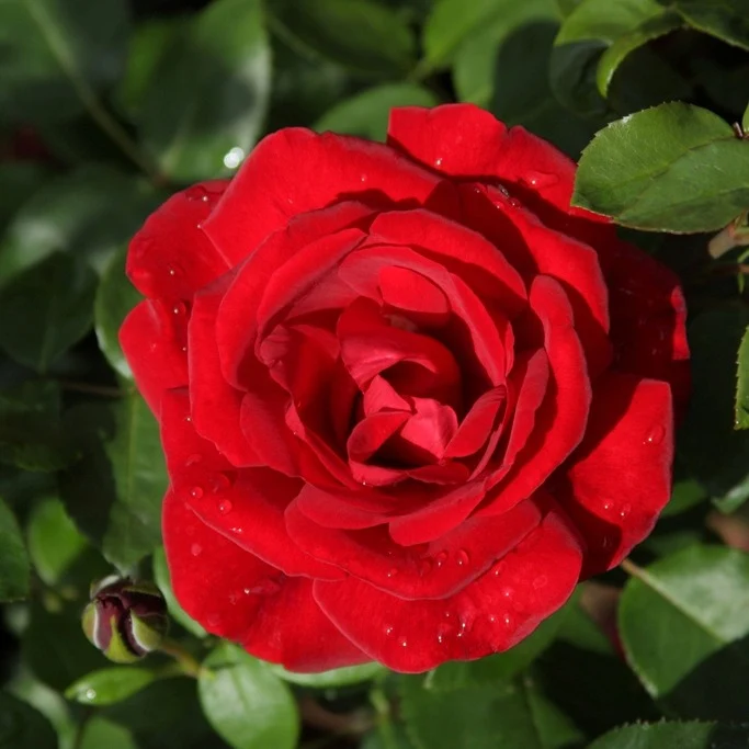 Rosier grimpant Santana ®