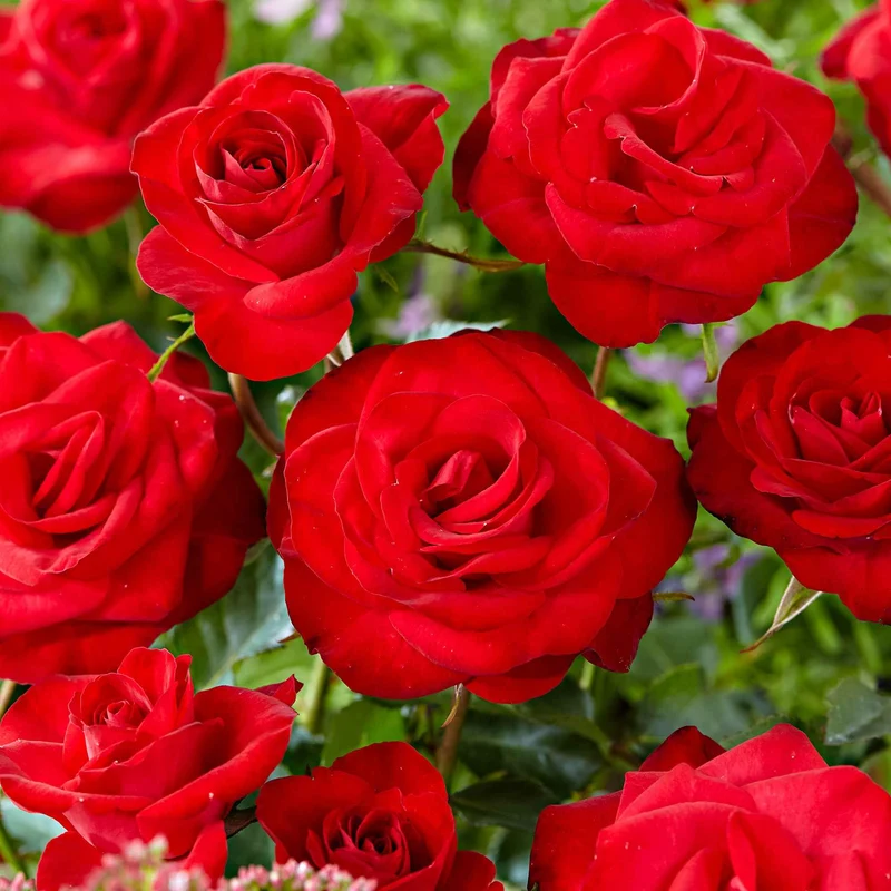 Rosier grimpant Santana ®