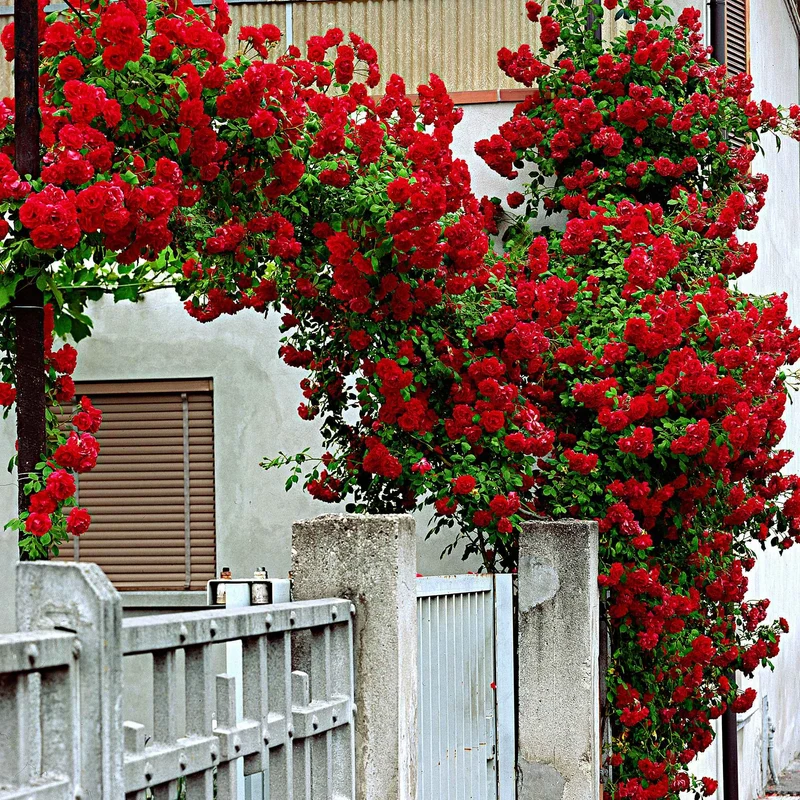 Rosier grimpant Santana ®