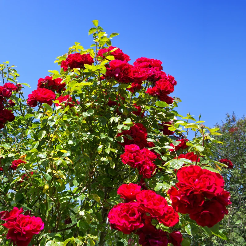 Rosier grimpant Santana ®