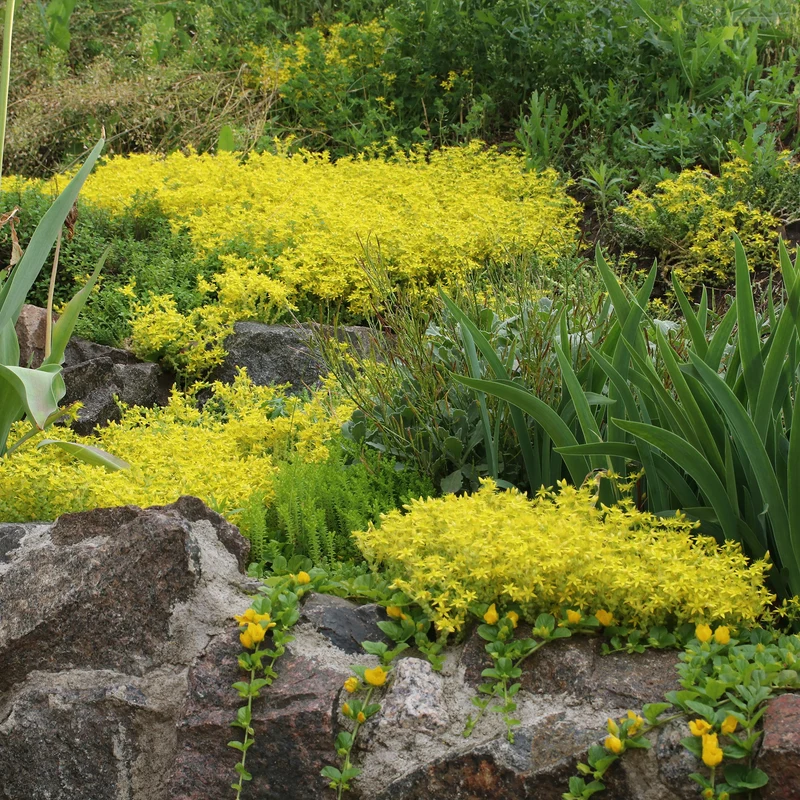 2 Sedum acre - Poivre des murailles