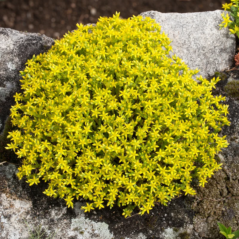 2 Sedum acre - Poivre des murailles