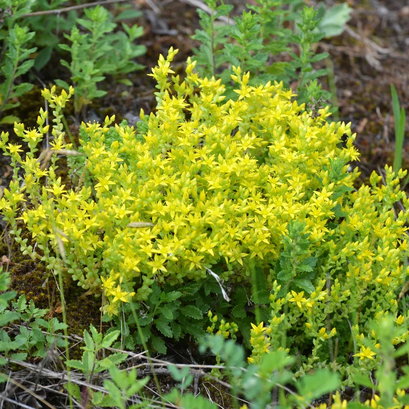 2 Sedum acre - Poivre des murailles