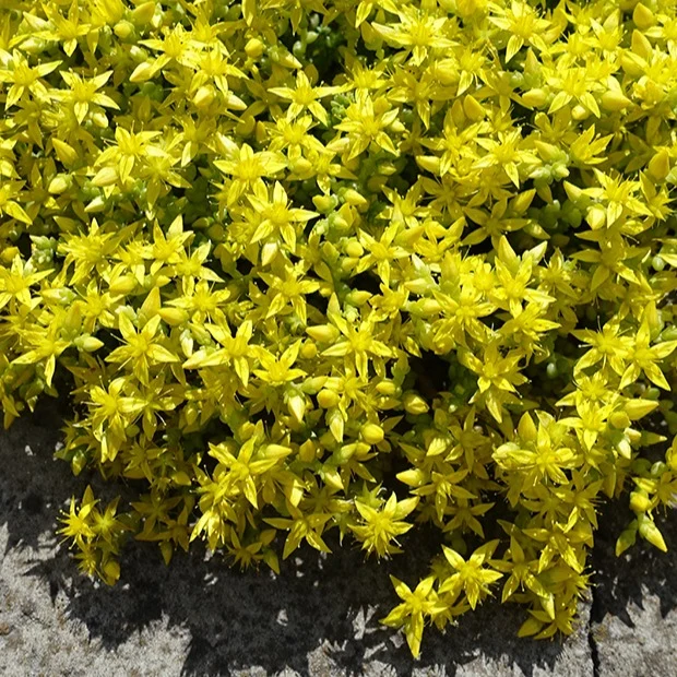 2 Sedum acre - Poivre des murailles