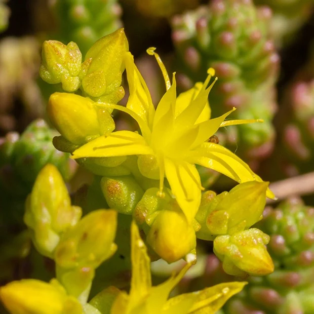 2 Sedum acre - Poivre des murailles