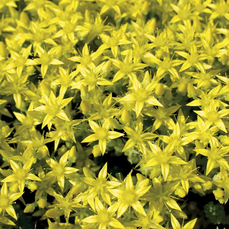 2 Sedum acre - Poivre des murailles