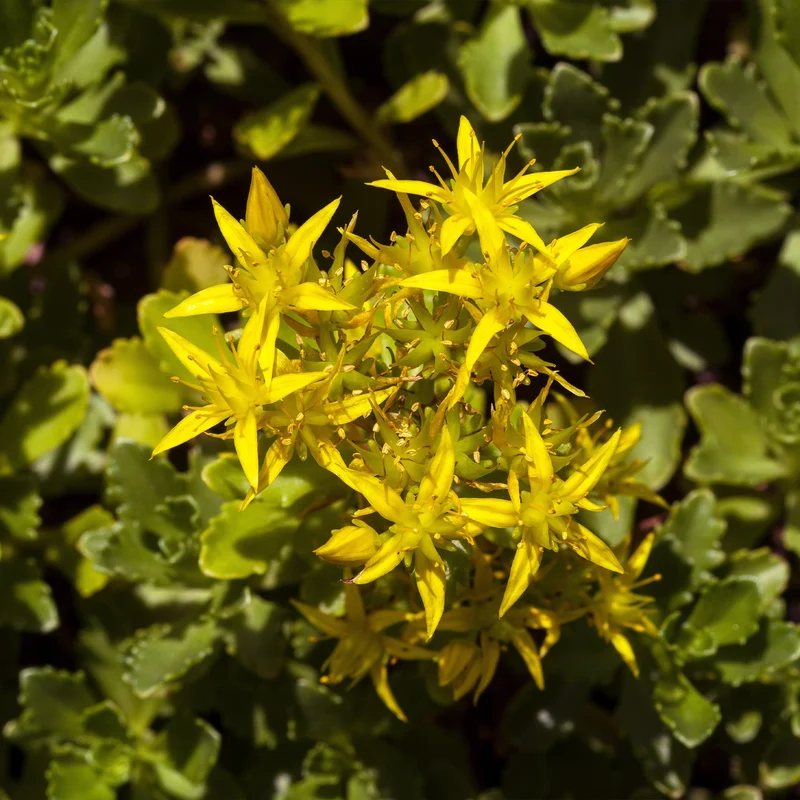 2 Sedum acre - Poivre des murailles