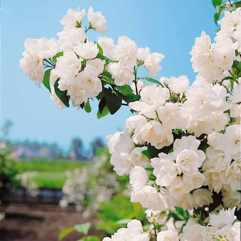 Seringat virginal - Philadelphus
