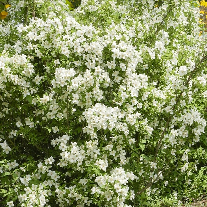 Seringat virginal - Philadelphus