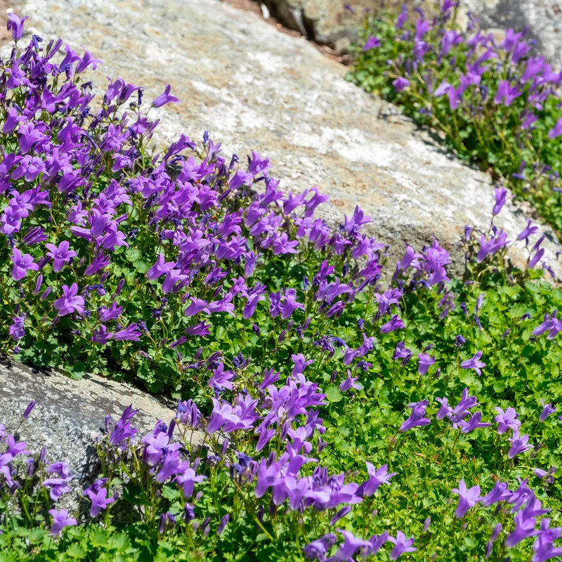 Campanule des murailles