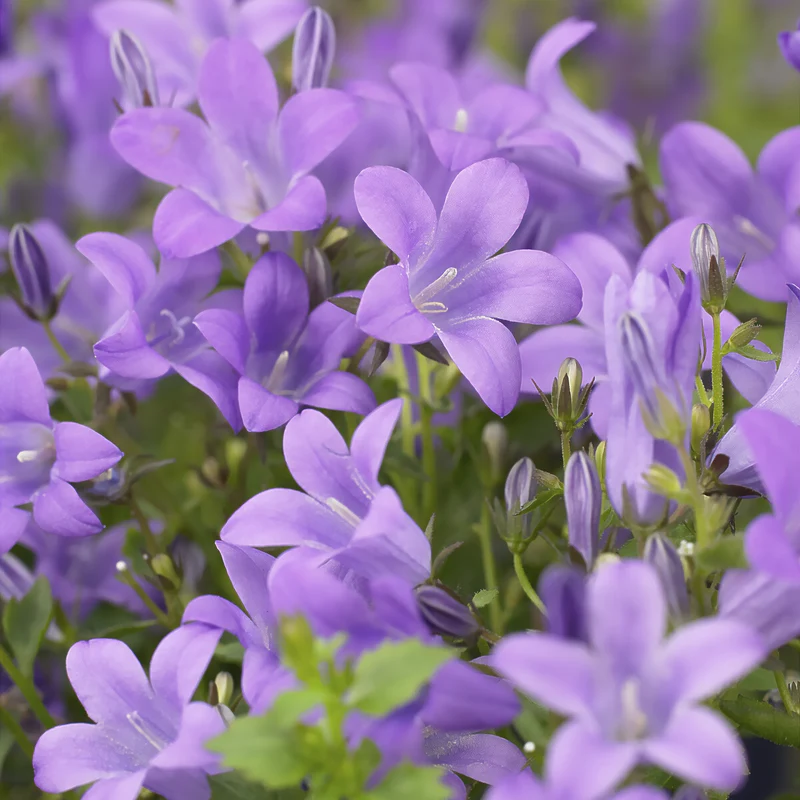 Campanule des murailles