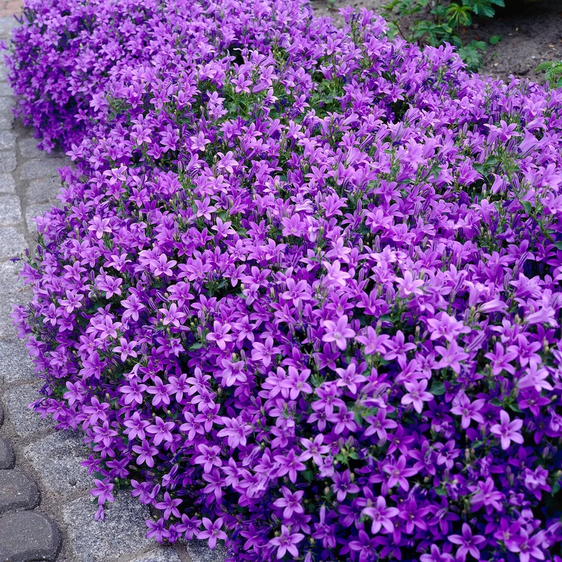 Campanule des murailles
