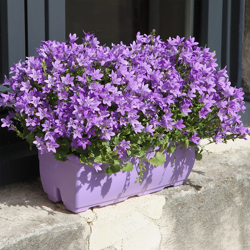 Campanule des murailles