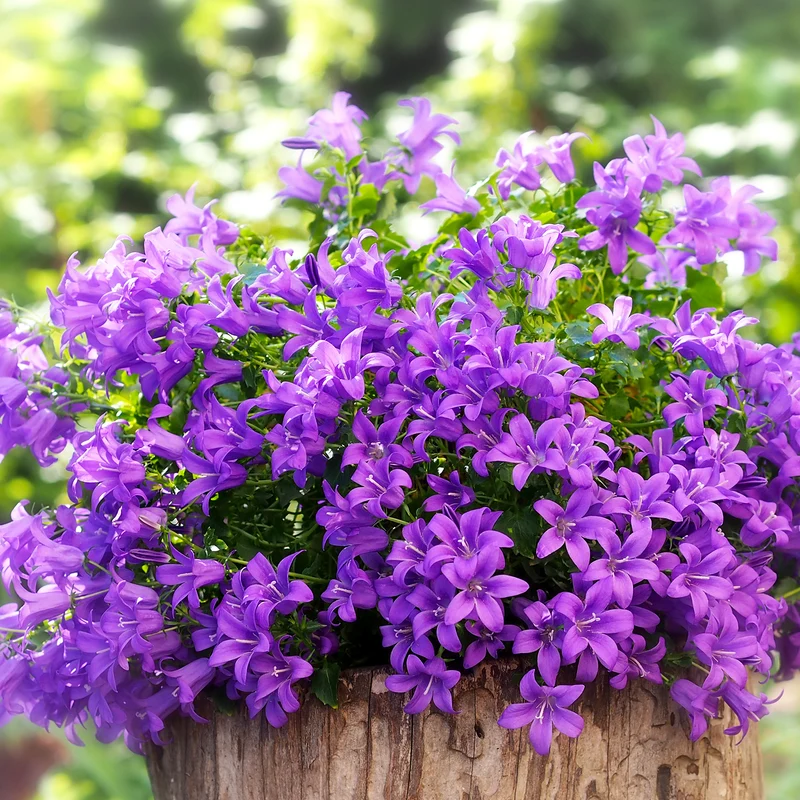 Campanule des murailles