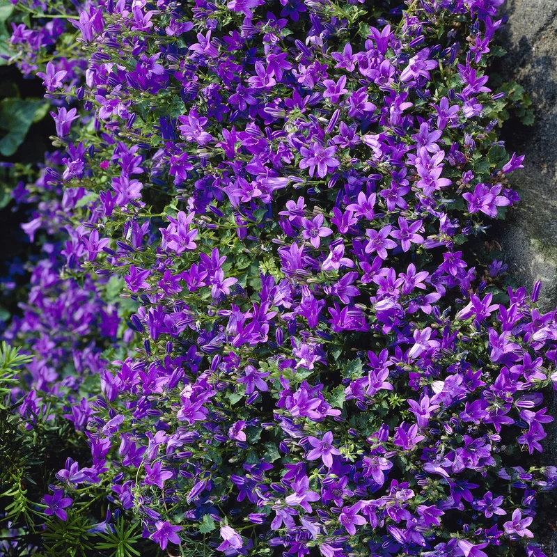 Campanule des murailles