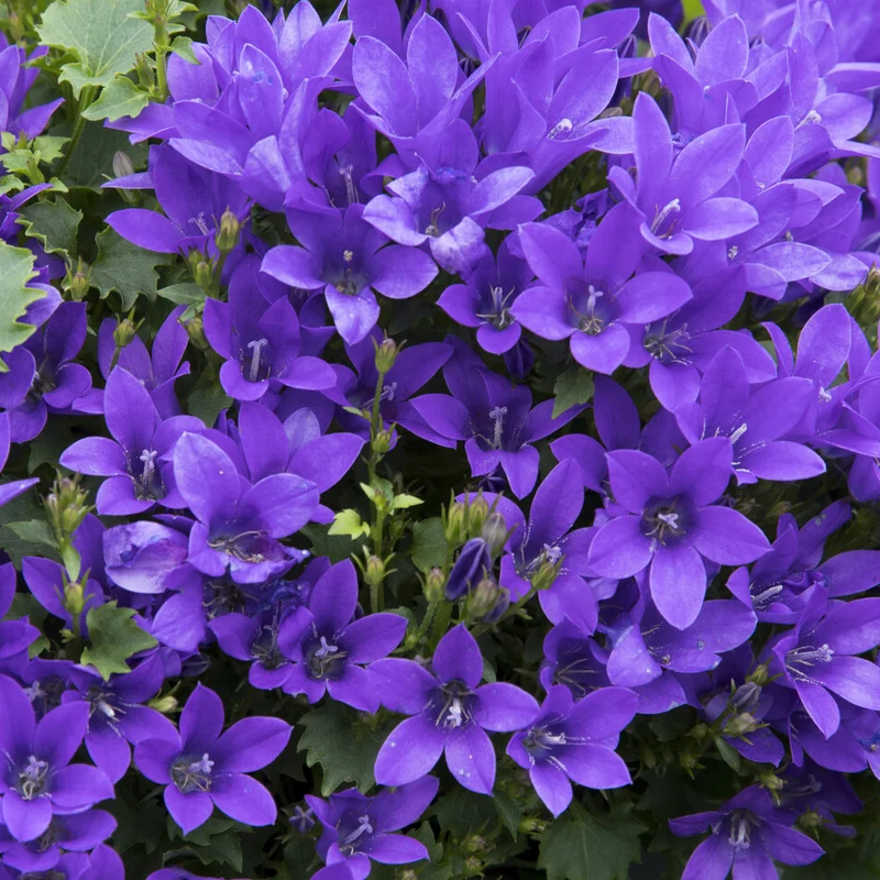 Campanule des murailles