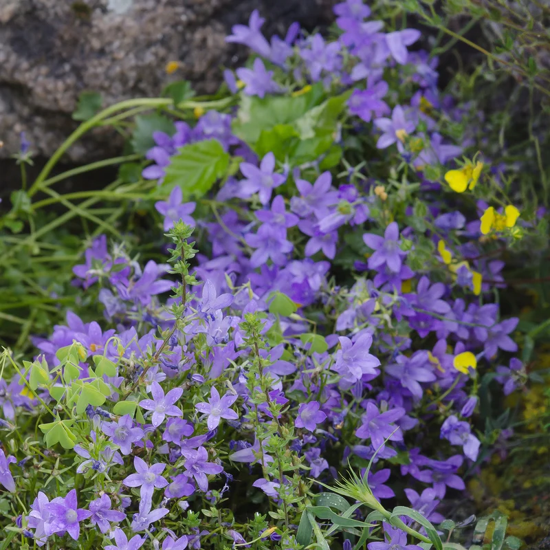 Campanule des murailles