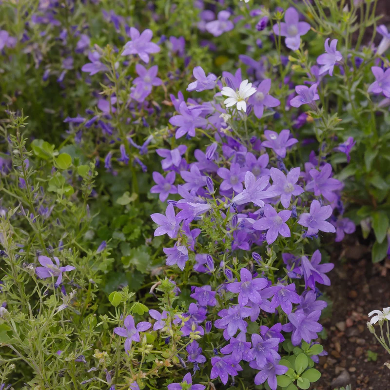Campanule des murailles