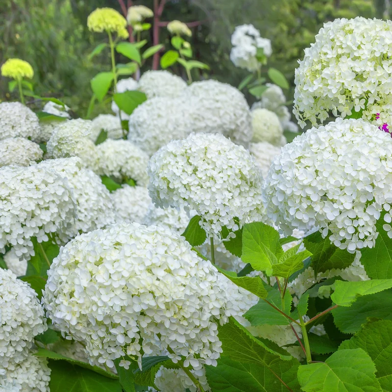 Hortensia Annabelle