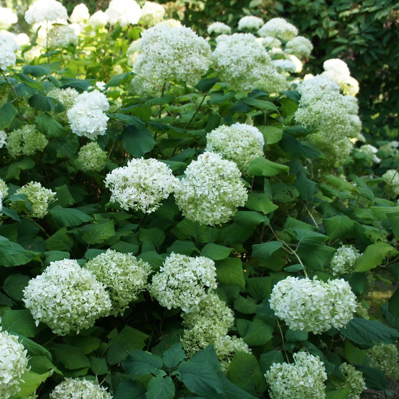 Hortensia Annabelle