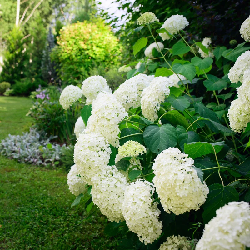 Hortensia Annabelle