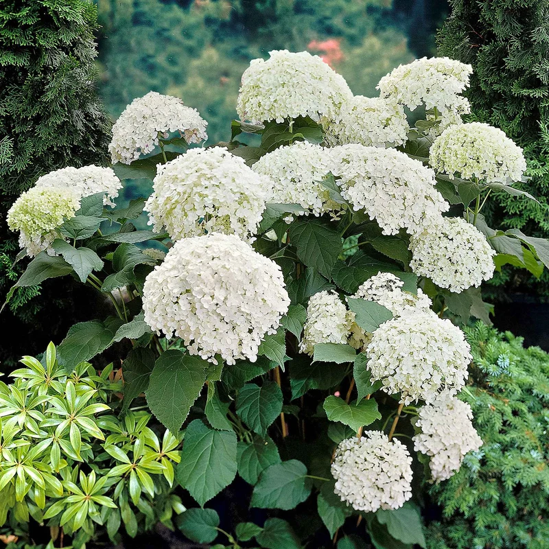 Hortensia Annabelle