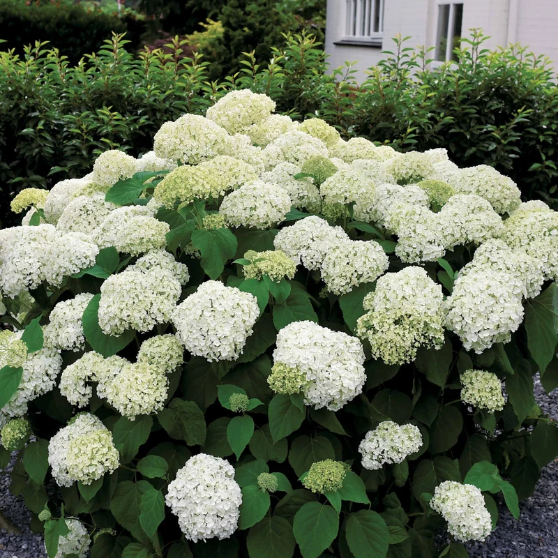 Hortensia Annabelle