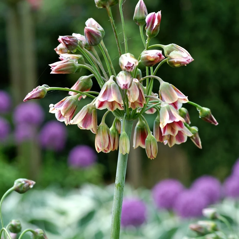 15 Alliums de Bulgarie