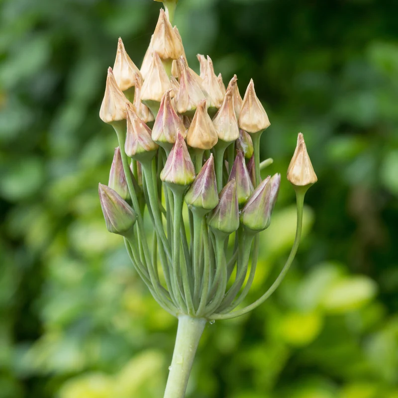 15 Alliums de Bulgarie