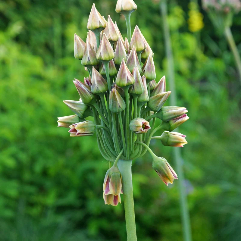 15 Alliums de Bulgarie