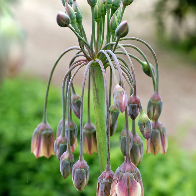 15 Alliums de Bulgarie