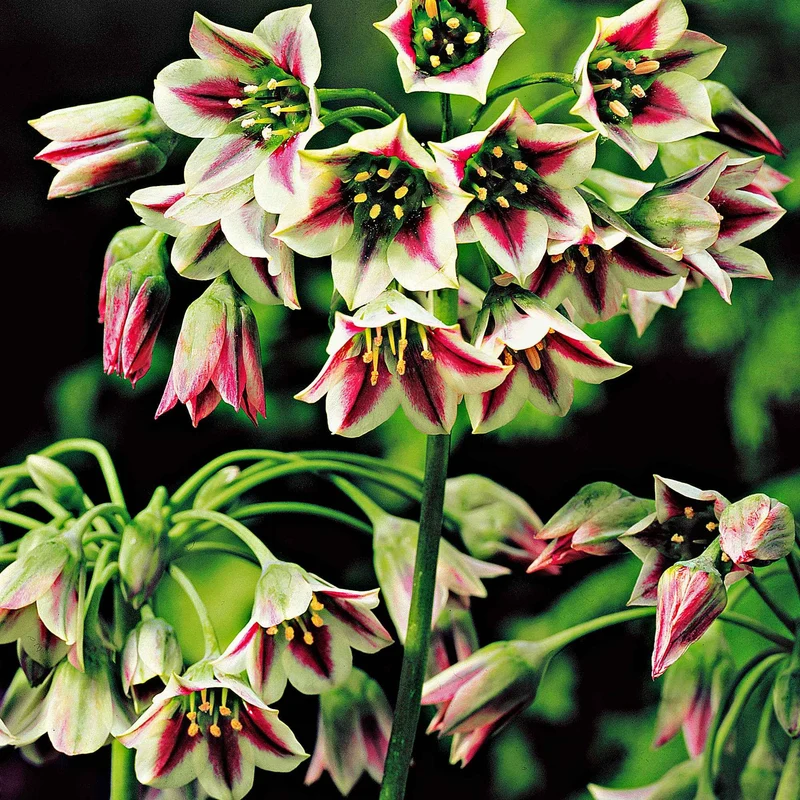 15 Alliums de Bulgarie