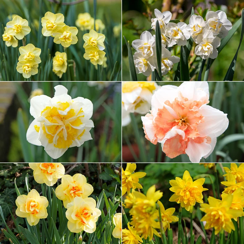 Narcisses à fleurs doubles en mélange