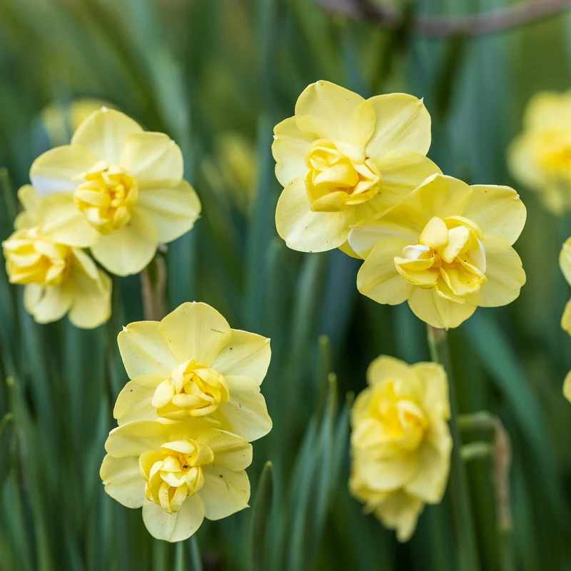 Narcisses à fleurs doubles en mélange