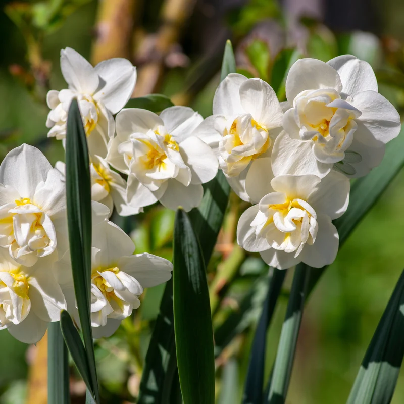 Narcisses à fleurs doubles en mélange