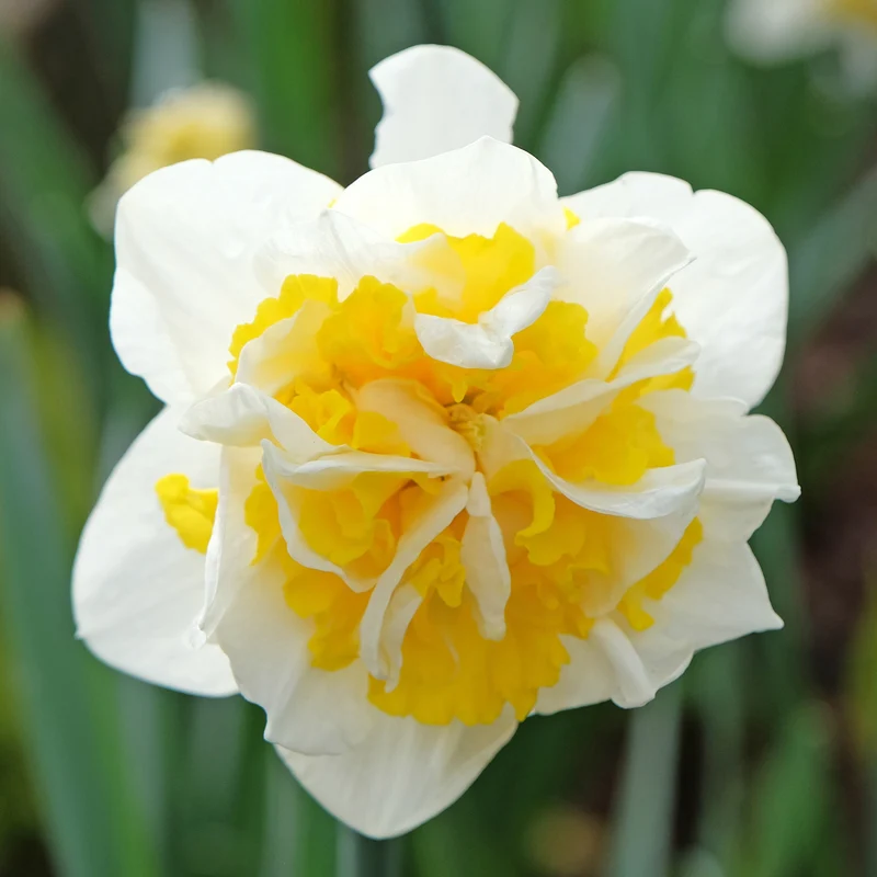 Narcisses à fleurs doubles en mélange