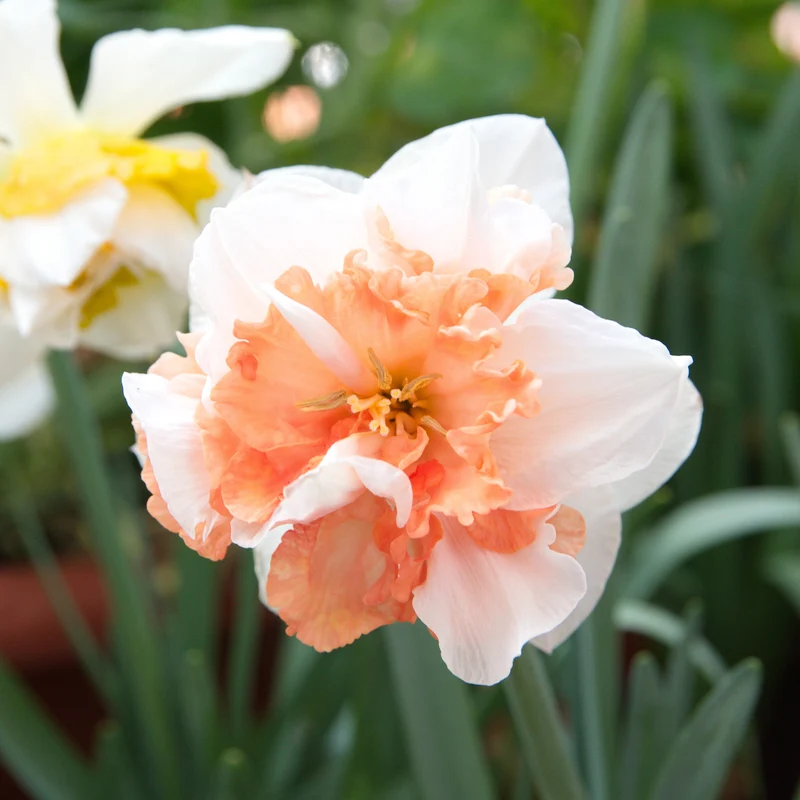 Narcisses à fleurs doubles en mélange