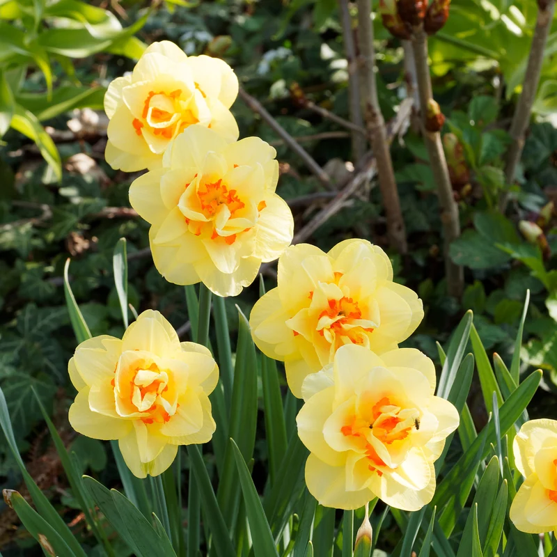 Narcisses à fleurs doubles en mélange