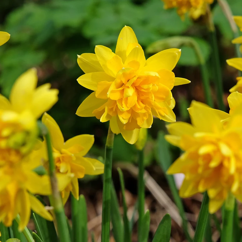 Narcisses à fleurs doubles en mélange
