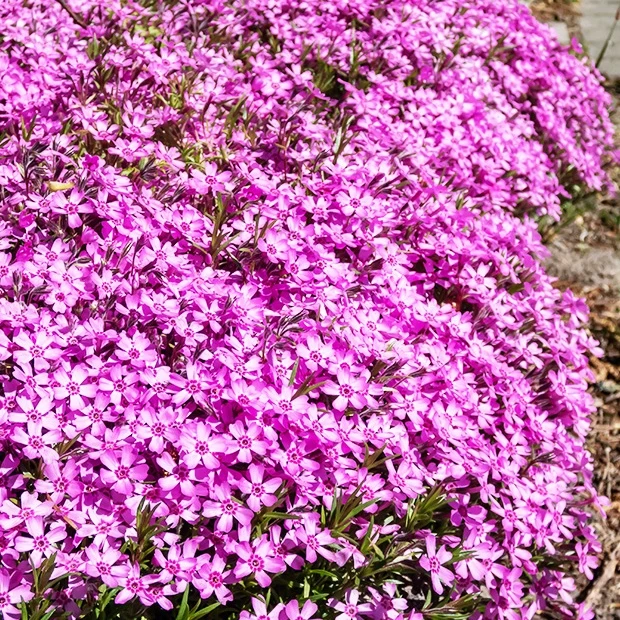 3 Phlox mousse rose pâle