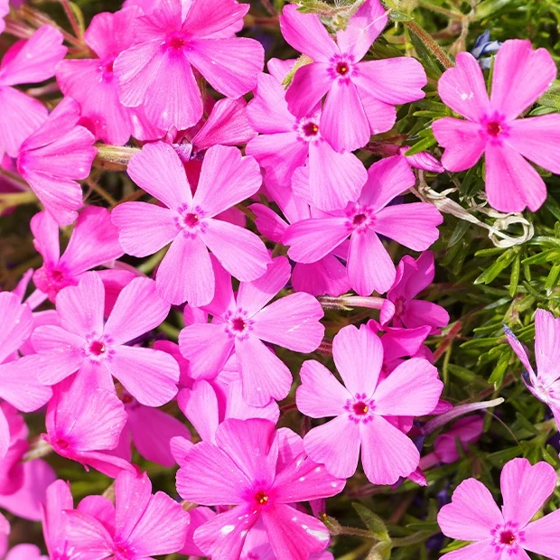 3 Phlox mousse rose pâle