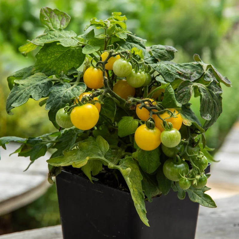 Boîte à semer - Mon potager urbain