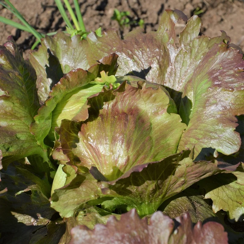 Boîte à semer - Mon potager nordique