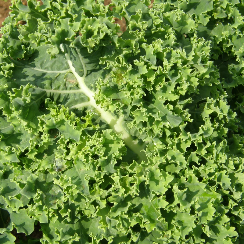 Chou frisé Dwarf Blue Scotch - Bio