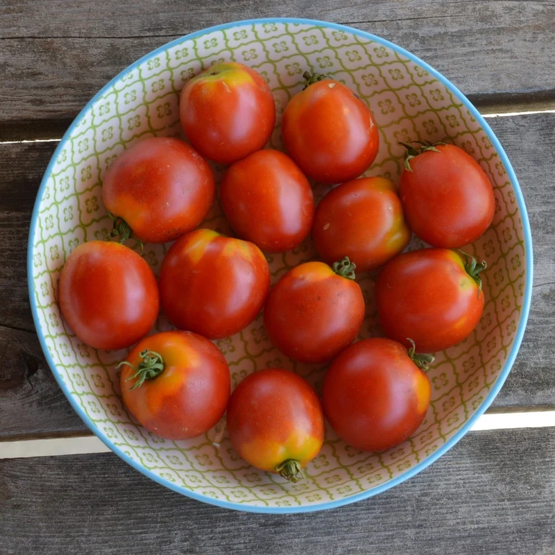 Tomate standard Glacier - Bio