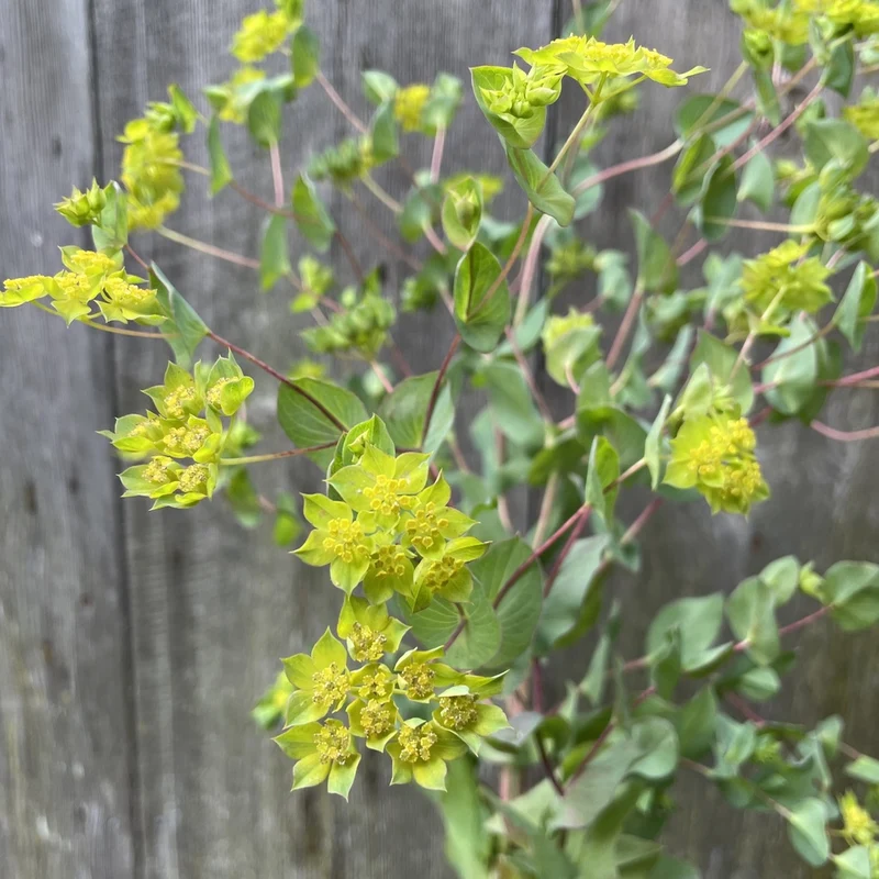 Buplèvre Green Gold